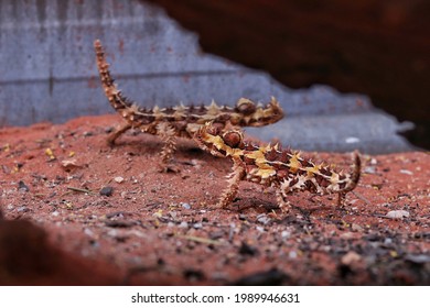 Thorny Dragon Lizards Mimicking Leaves Blowing In The Wind