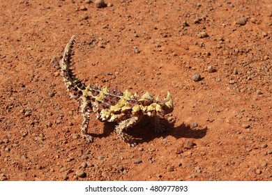 Thorny Dragon In The Northern Territory Of Australia