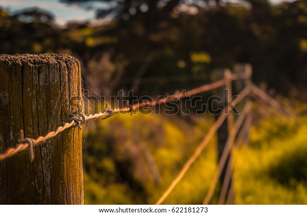 thorny fence