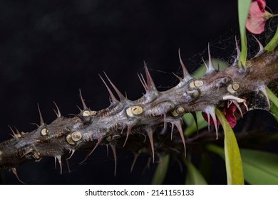 Thorny Flower Branch On Black Background