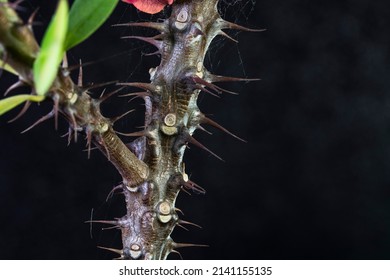 Thorny Flower Branch On Black Background