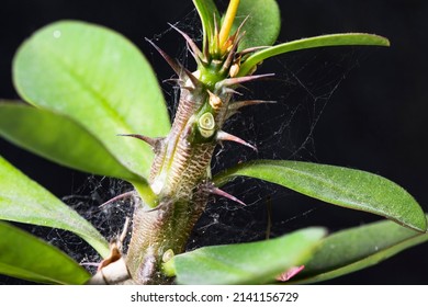 Thorny Flower Branch On Black Background