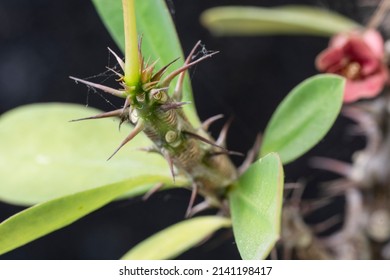 Thorny Flower Branch On Black Background