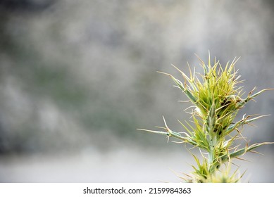 A Thorny Flower On A Blurred Background