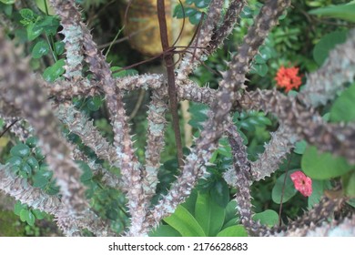 Thorny Flower Stalks. Dangerous To Touch


