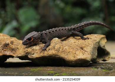 869 Crocodile endemic Images, Stock Photos & Vectors | Shutterstock