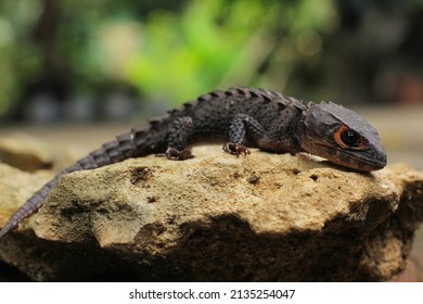 Thorny lizard commonly known as the red-eyed crocodile skink, is a species of skink that is sometimes kept as an exotic pet. The species is endemic to New Guinea.