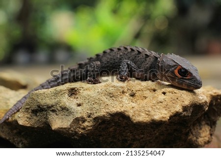 Thorny lizard commonly known as the red-eyed crocodile skink, is a species of skink that is sometimes kept as an exotic pet. The species is endemic to New Guinea.