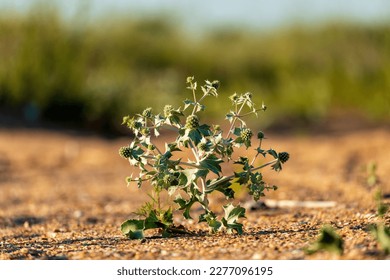 Thorny plant growing through sand in sunset desert close up. Nature backgound