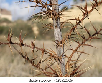 A thorny plant native to the mountains of Cyprus.