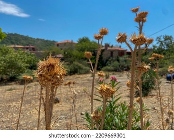 Thorny plant, selective focus on the thorny plants. Flu background with the views of a village and houses. Drought concept and idea. 