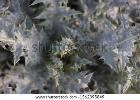 Thuja Natur Winter Pflanze