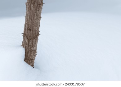 thorny plant stem in fresh white snow - Powered by Shutterstock