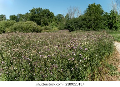 Thorny Plants Bloom Purple In The Field