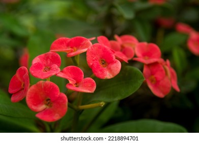 Thorny Red Euphorbia Flower Blooms