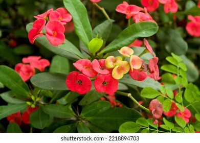 Thorny Red Euphorbia Flower Blooms