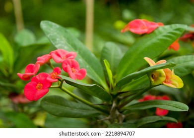 Thorny Red Euphorbia Flower Blooms