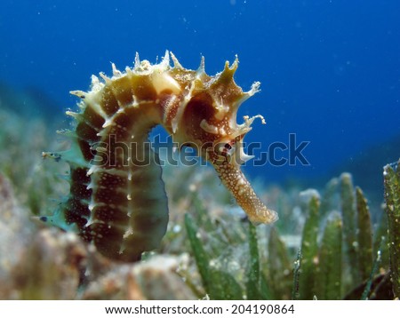 Thorny seahorse between seagrass and blue water