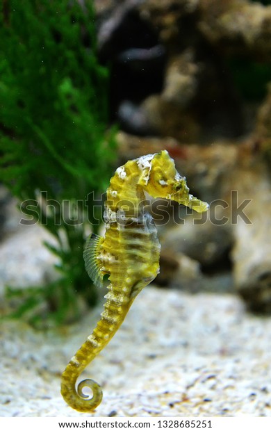 Thorny Seahorse cute sea animal /\
beautiful yellow sea horse swimming underwater\
ocean