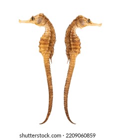 Thorny Seahorse Or Hippocampus Isolated On White Background With Clipping Path.