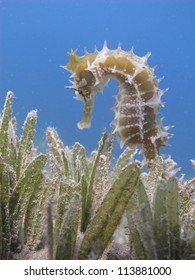 Thorny (JayakarÃ?Â´s) seahorse (Hippocampus jayakarai) hiding in seagrass