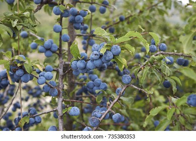 thorny shrub with blue berries