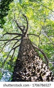 Thorny Tree Trunk, Probably A Sandbox Tree.