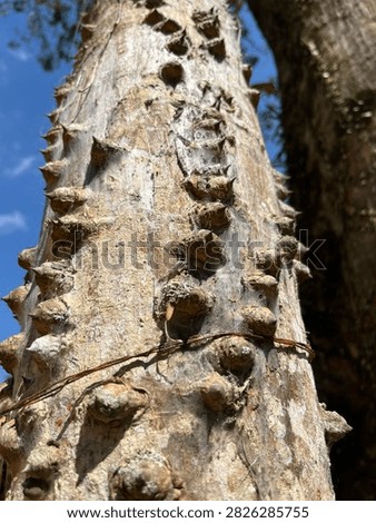 Thorny Tree Trunk with Sharp Prickles and Textured Bark Against Blue Sky Background