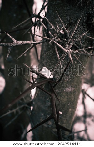 Thorny trunk of acacia tree covered with snow in nature close-up