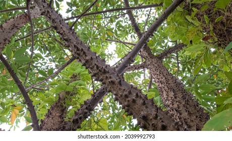 Thorny Trunk Tree. Sandbox Tree In Bangladesh 