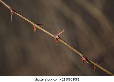 The thorny twig, spiky twig photographed diagonally