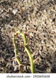 Thorny Vine Against Forest Floor