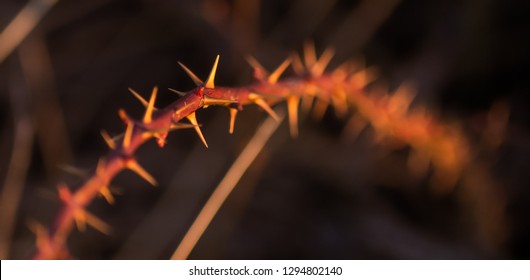 Thorny Vine In Sunset Lighting