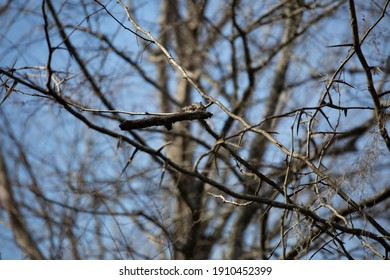 Thorny Vines Entangling And Growing Around Each Other