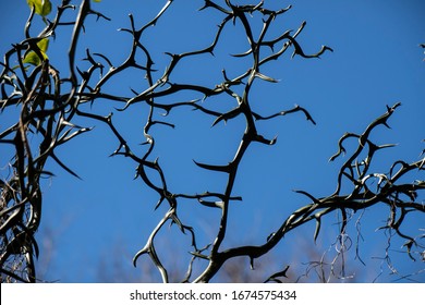 Thorny Vines (Flying Dragon; Poncirus Trifoliate) Against A Blue Sky