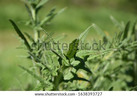 Similar – Image, Stock Photo prickly Thorny Thistle