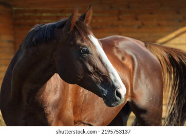 Thoroughbrd horse portrait in summer ranch paddock