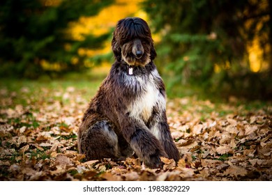 A Thoroughbred Big Dog.afghan Greyhound, Sitting On Yellow Leaves In The Park In The Afternoon