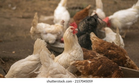 thoroughbred chicken close-up, concept of agriculture, blurred background - Shutterstock ID 2157045059