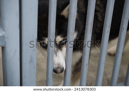 a thoroughbred dog at an animal shelter for found animals 