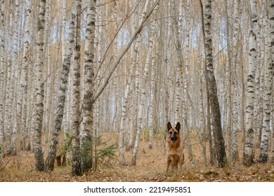 Thoroughbred Dog Sits In Birch Grove In Autumn. German Shepherd Dog Walks Through Fall Forest Among Fallen Yellow Leaves Around On Ground. No People. Horizontal Minimalistic Background.