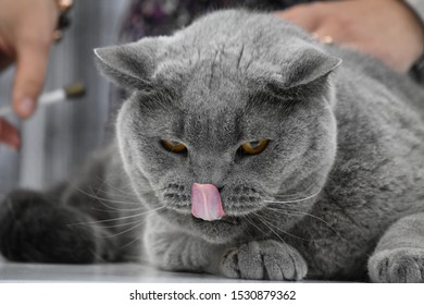 Thoroughbred Fat British Cat Gray Color Stuck Out A Red-pink Tongue Close-up