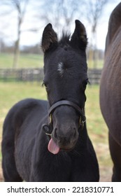 Thoroughbred Foal With Tongue Out