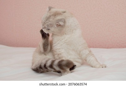 猫 顔 洗う の画像 写真素材 ベクター画像 Shutterstock