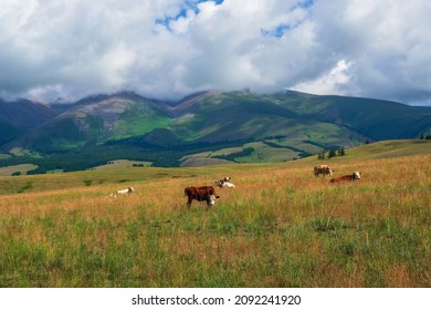 3,769 Cow climb Images, Stock Photos & Vectors | Shutterstock