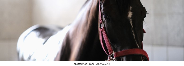 Thoroughbred horse on bridle standing in stable