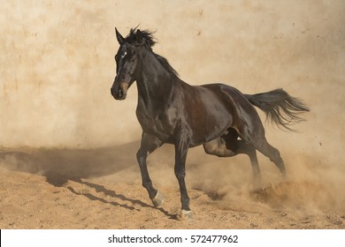 Thoroughbred horse running wildly
