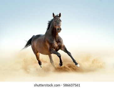 Thoroughbred Horse Runs Free In The Dust