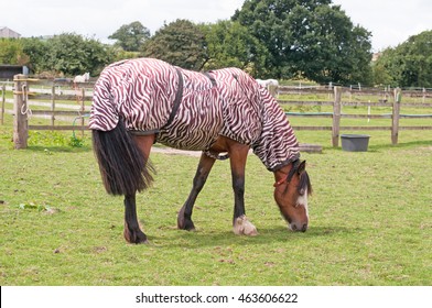Thoroughbred horse wearing a zebra print rug as protection from the biting insects, that are plentiful in the warmer seasons. 