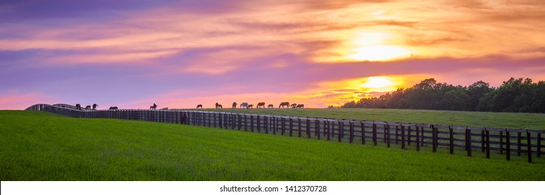 Thoroughbred horses grazing at sunset.